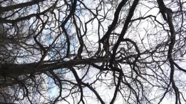 Ağaçlı ormanın dikey videosu yavaş çekimde.