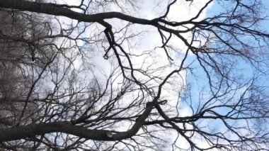 Ağaçlı ormanın dikey videosu yavaş çekimde.