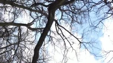 Ağaçlı ormanın dikey videosu yavaş çekimde.