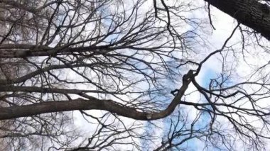 Ağaçlı ormanın dikey videosu yavaş çekimde.