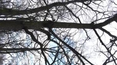 Ağaçlı ormanın dikey videosu yavaş çekimde.