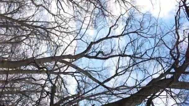 나뭇잎 없이 천천히 움직 이는 숲의 수직 영상 — 비디오