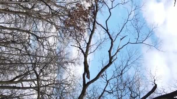 Вертикальное видео леса с деревьями без листьев замедленного действия — стоковое видео