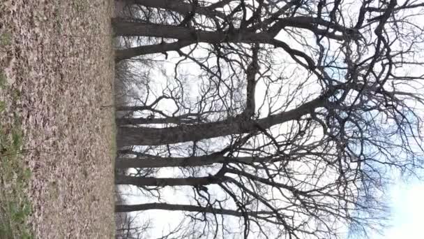 Vidéo verticale de la forêt avec des arbres sans feuilles au ralenti — Video