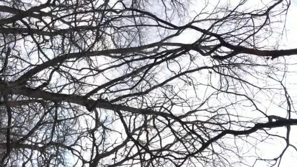 Vidéo verticale de la forêt avec des arbres sans feuilles au ralenti — Video