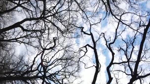 Vertikal video av skogen med träd utan löv slow motion — Stockvideo