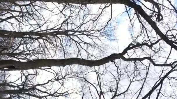 Vidéo verticale de la forêt avec des arbres sans feuilles au ralenti — Video