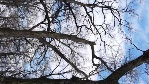 Vertical video of the forest with trees without leaves slow motion — Stock Video