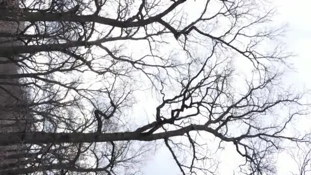 Vidéo verticale de la forêt avec des arbres sans feuilles au ralenti — Video