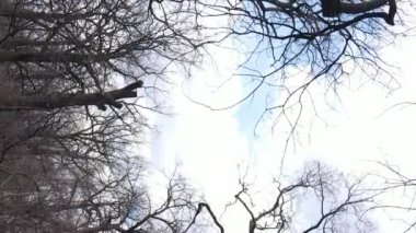 Ağaçlı ormanın dikey videosu yavaş çekimde.