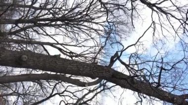 Ağaçlı ormanın dikey videosu yavaş çekimde.