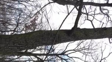 Ağaçlı ormanın dikey videosu yavaş çekimde.