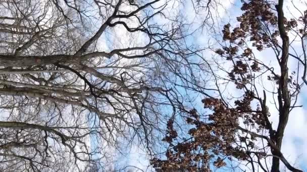 Vertical video of the forest with trees without leaves slow motion — Stock Video