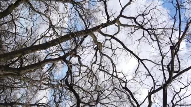 Vidéo verticale de la forêt avec des arbres sans feuilles au ralenti — Video