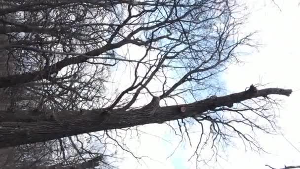 Vídeo vertical del bosque con árboles sin hojas en cámara lenta — Vídeos de Stock