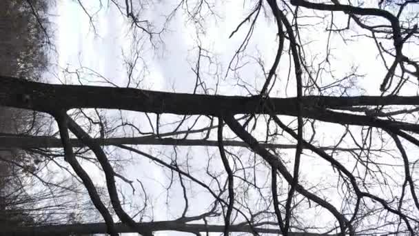 Vertikales Video des Waldes mit Bäumen ohne Blätter in Zeitlupe — Stockvideo