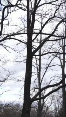 Ağaçlı ormanın dikey videosu yavaş çekimde.