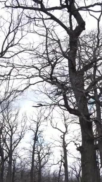 Vidéo verticale de la forêt avec des arbres sans feuilles au ralenti — Video
