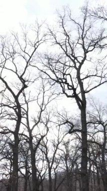 Ağaçlı ormanın dikey videosu yavaş çekimde.