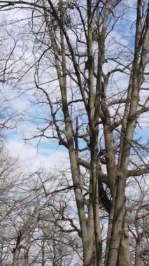 Ağaçlı ormanın dikey videosu yavaş çekimde.