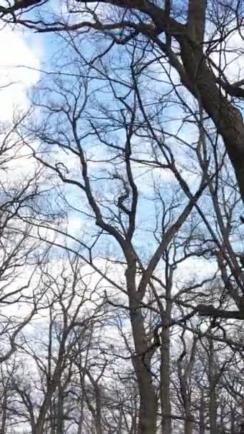 Vídeo vertical da floresta com árvores sem folhas em câmera lenta — Vídeo de Stock