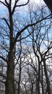 Ağaçlı ormanın dikey videosu yavaş çekimde.