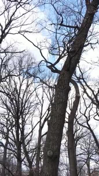 Vídeo vertical del bosque con árboles sin hojas — Vídeo de stock