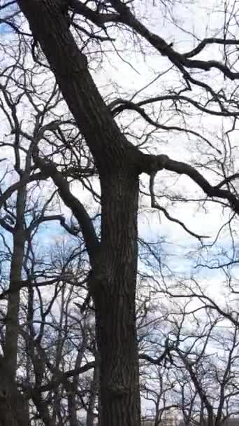 Vídeo vertical del bosque con árboles sin hojas — Vídeos de Stock