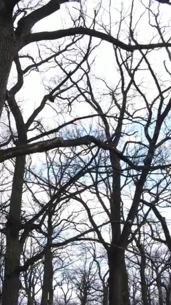 Verticale video van het bos met bomen zonder bladeren — Stockvideo