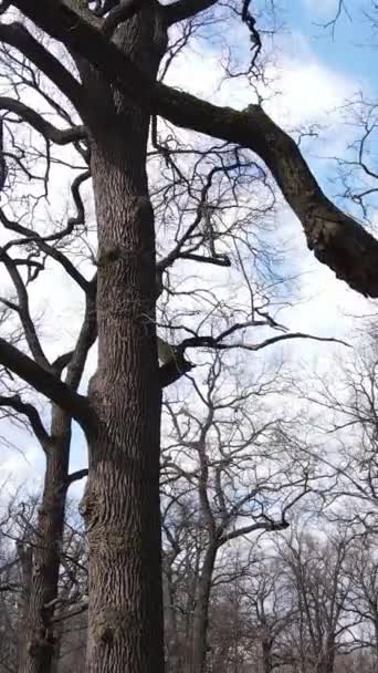 Κατακόρυφο βίντεο του δάσους με δέντρα χωρίς φύλλα — Αρχείο Βίντεο