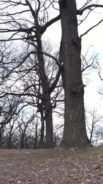 Függőleges videó az erdő levelek nélküli fák — Stock videók