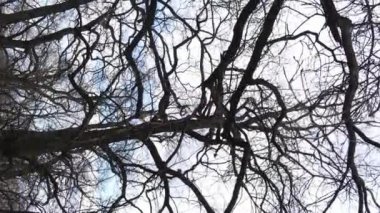 Ağaçların yapraksız olduğu ormanın dikey videosu