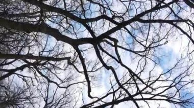 Ağaçların yapraksız olduğu ormanın dikey videosu