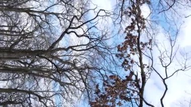 Ağaçların yapraksız olduğu ormanın dikey videosu