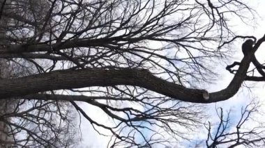 Ağaçların yapraksız olduğu ormanın dikey videosu