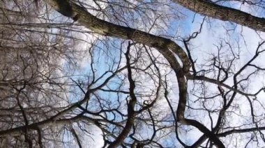 Ağaçların yapraksız olduğu ormanın dikey videosu