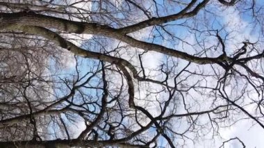 Ağaçların yapraksız olduğu ormanın dikey videosu