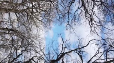 Ağaçların yapraksız olduğu ormanın dikey videosu