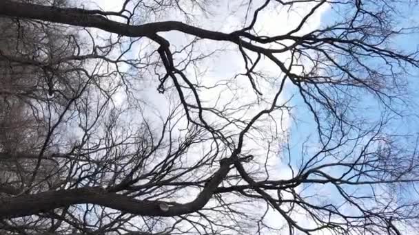 Verticale video van het bos met bomen zonder bladeren — Stockvideo