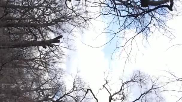 Vertikales Video des Waldes mit Bäumen ohne Blätter — Stockvideo