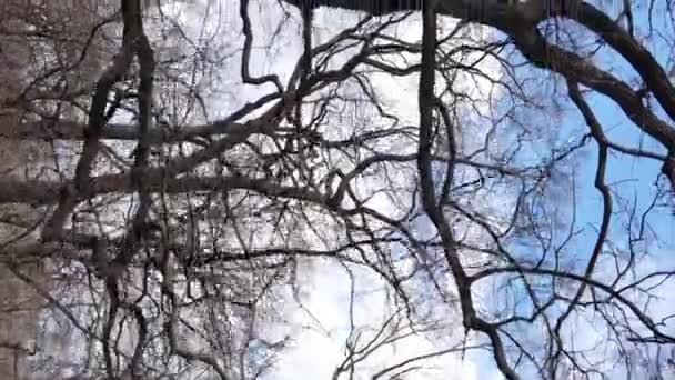 Vidéo verticale de la forêt avec des arbres sans feuilles — Video