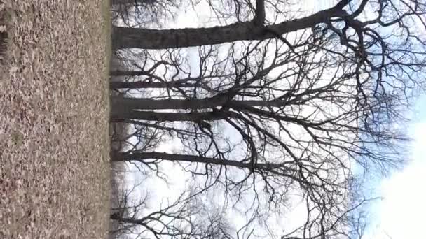 Vertical video of the forest with trees without leaves — Stock Video