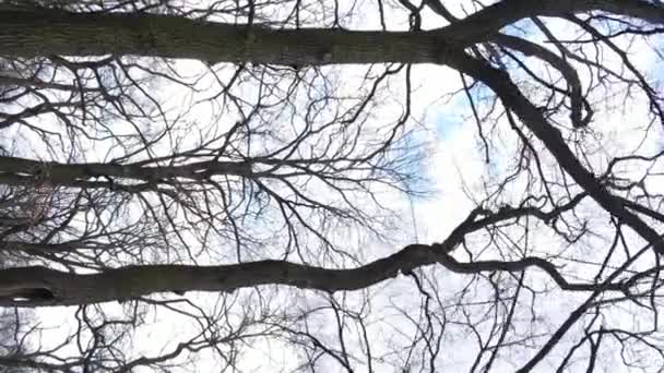 Verticale video van het bos met bomen zonder bladeren — Stockvideo