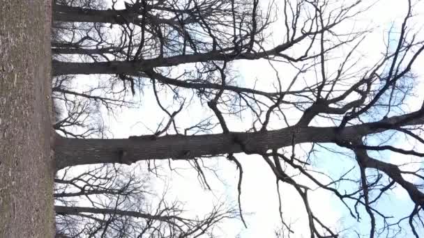 Vertical video of the forest with trees without leaves — Stock Video