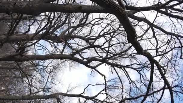 Verticale video van het bos met bomen zonder bladeren — Stockvideo