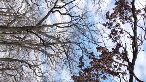 Vertical video of the forest with trees without leaves — Stock Video