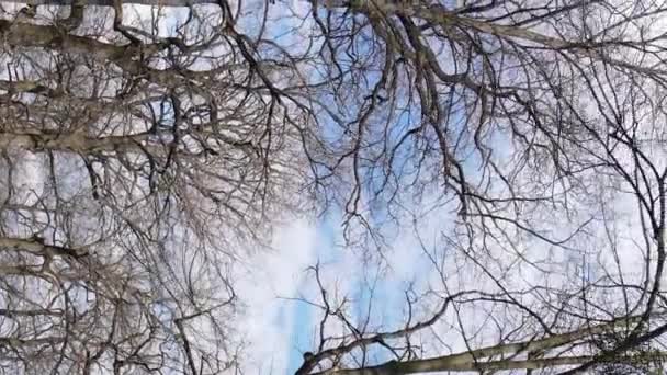 Vertical video of the forest with trees without leaves — Stock Video