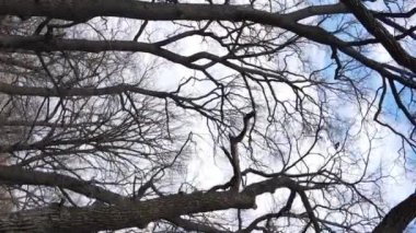 Ağaçların yapraksız olduğu ormanın dikey videosu