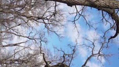 Ağaçların yapraksız olduğu ormanın dikey videosu