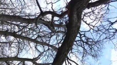 Ağaçların yapraksız olduğu ormanın dikey videosu